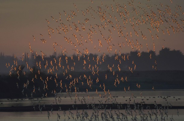 Murmurations of wading birds fly along the coastline of The Wash near Snettisham in east Britain