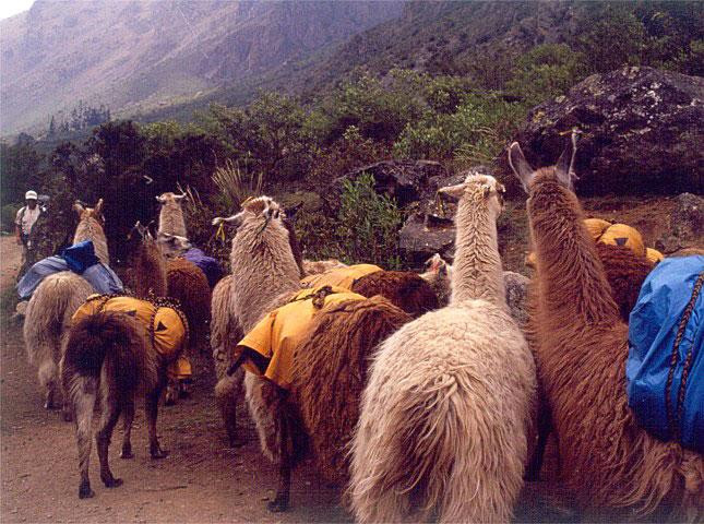 Galeria Peru – inkaską autostradą do Machu Picchu, obrazek 6