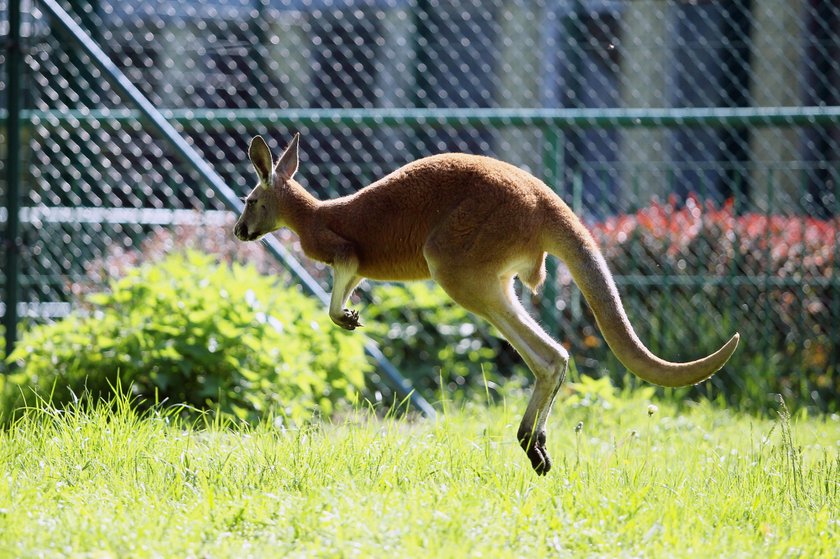 Nowe kangury w Chorzowskim ZOO