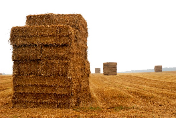 Energie można uzyskać również ze slomy