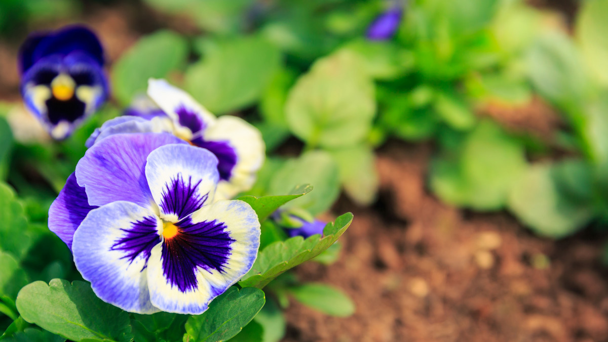 Bratki i stokrotki – te kwiaty wiosną ozdobią centrum miasta. Rozpoczęło się sadzenie roślin wiosennych - informuje Radio Olsztyn.