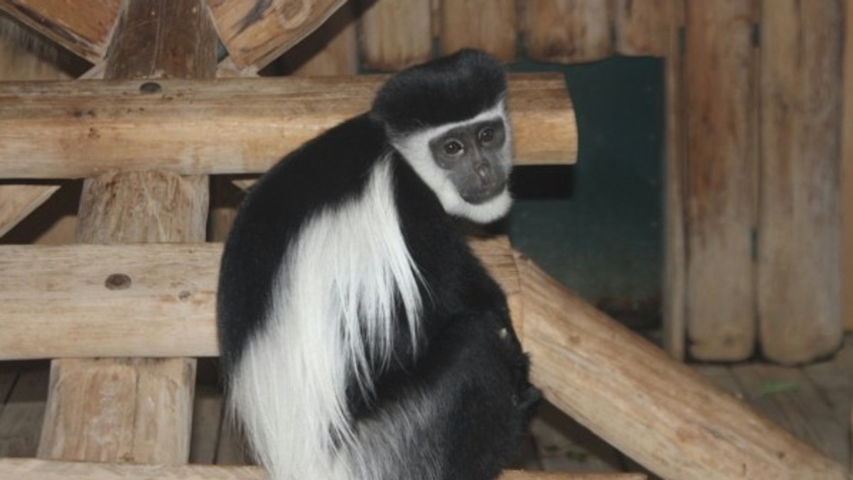 Wbrew pozorom nie wszyscy mieszkańcy oliwskiego zoo zapadają w zimowy sen. Wiele gatunków jest bardziej skora do zabaw teraz, kiedy nie ma tłumów zwiedzających.