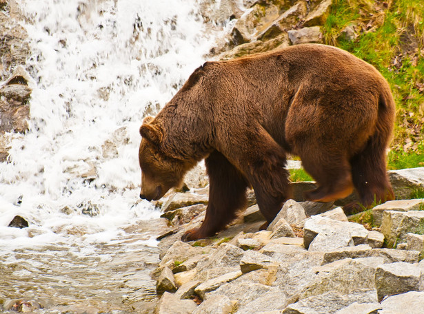 Niedźwiedzie opuszczają gawry