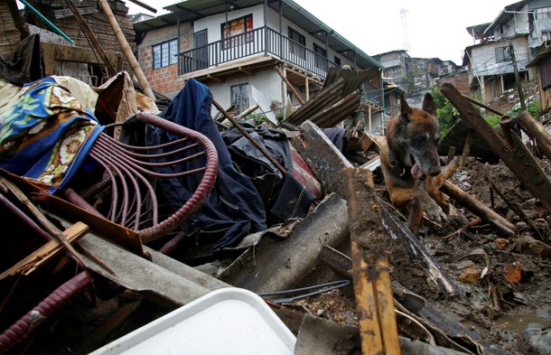 A rescue dog searches for bodies in an area destroyed after mudslides caused by heavy rains leading 