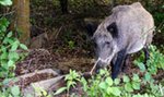 Dzik w salonie kosmetycznym w Krakowie. Klienci uciekali w popłochu! Zobacz wideo