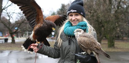 Marlena, sokół i jastrząb bronią parków w Rzeszowie