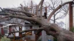 wycinka drzew - przepisy 2026. czy można wyciąć suche drzewo bez zezwolenia na własnej działce? czy trzeba mieć pozwolenie na wycięcie suchego drzewa? nowe przepisy ustawa o ochronie przyrody zgłoszenie gov 2026