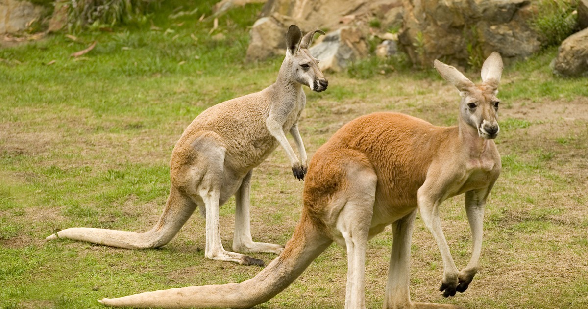 Ambasada Rosji w Australii "zaatakowana". Oto co się stało