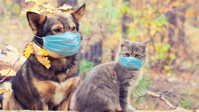 Psy i koty mogą zarażać się koronawirusem od człowieka. Wyniki badań