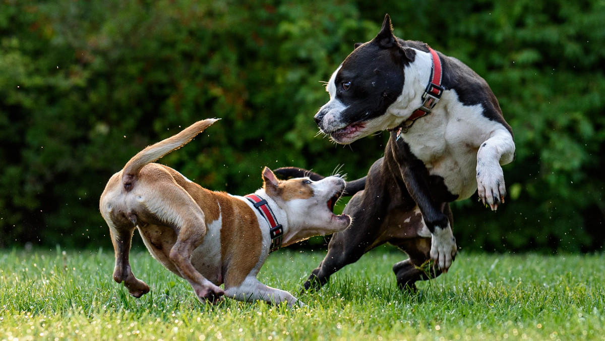 Pitbull zaatakował 13-latkę. "Bardzo krzyczała. To było okropne"