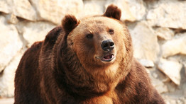 Borzalom: több száz háziállatot pusztítottak el medvék