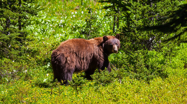 A barna medvék előszeretettel látogatnak át Szlovákiából a Nógrád megyei erdőkbe / Fotó: Northfoto