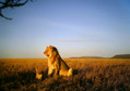 Tanzania - Park Narodowy Serengeti - bezkrwawe pułapki