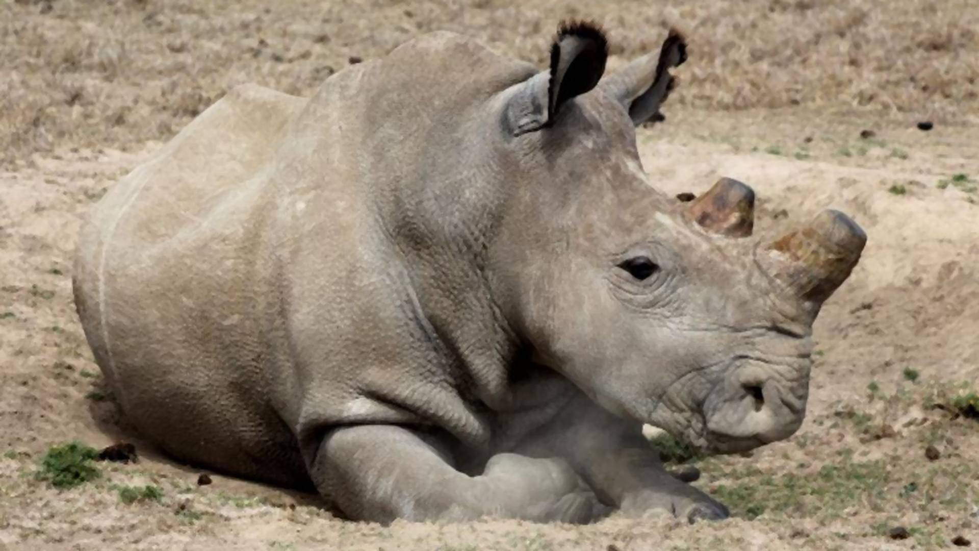 Tak wygląda wymieranie. "To ostatni na świecie samiec tego gatunku nosorożców"
