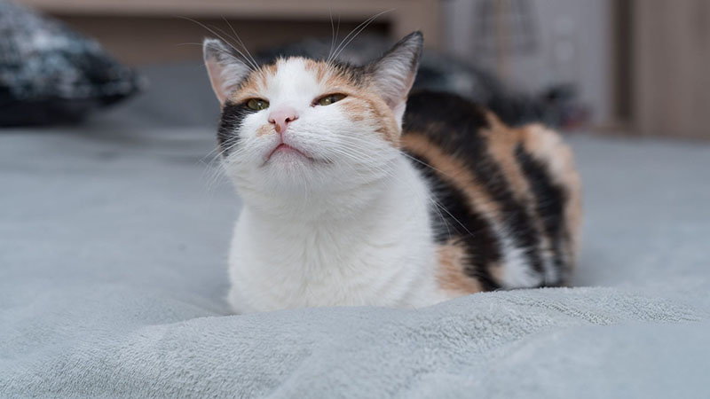 Dziewięć dowodów na to, że twój kot jest zadowolony z życia