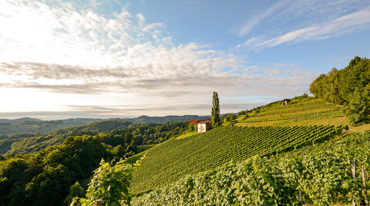 Burgenland történelmi borvidék, mégis Ausztria egyik legfiatalabbja / Fotó: Shutterstock