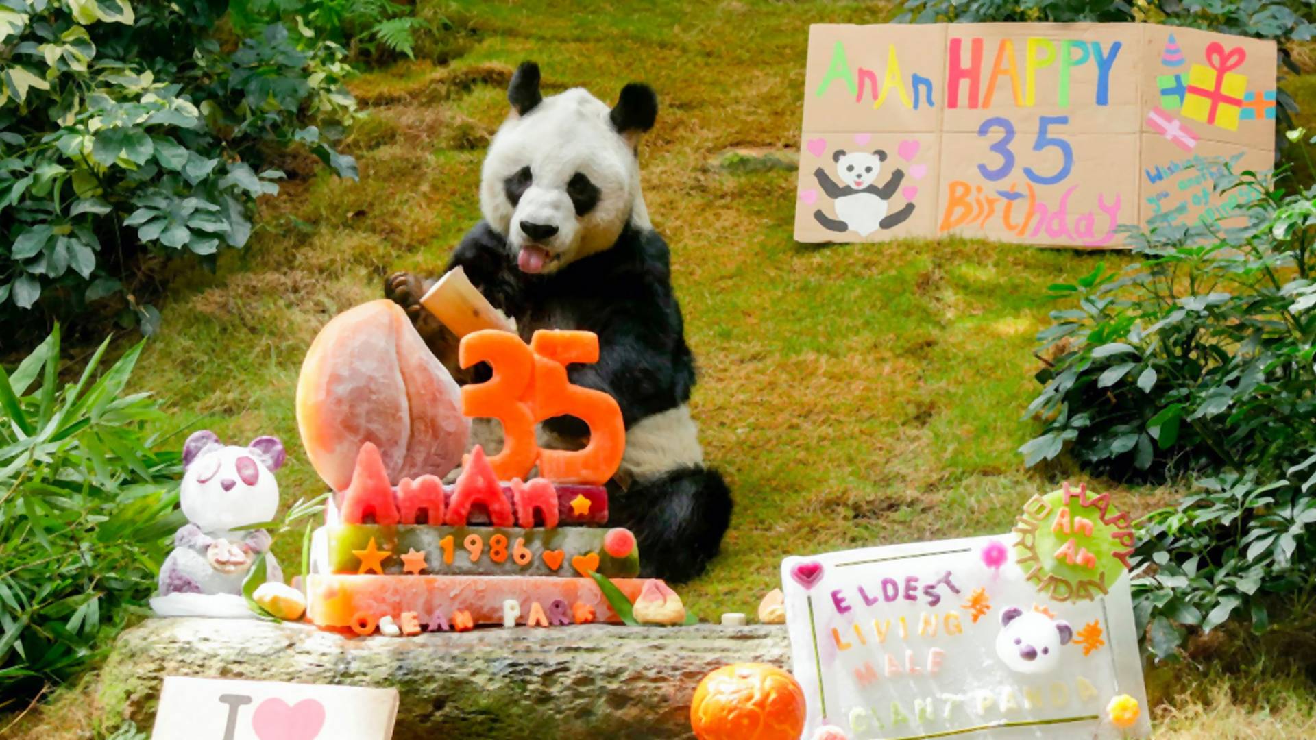 Ak by bol človek, dožíval by sa 105 rokov. Najstarší samec pandy na svete oslávil krásne narodeniny