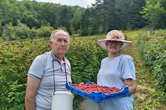 Nema odmora dok traje berba! Nevenka i Gojko iako gaze osmu deceniju najvredniji su u svom malinjaku: Imaju preko 4.000 sadnica (FOTO)