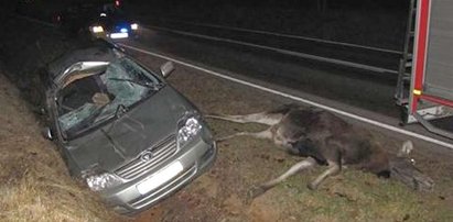 Straszne. Łoś pod kołami toyoty. Foty