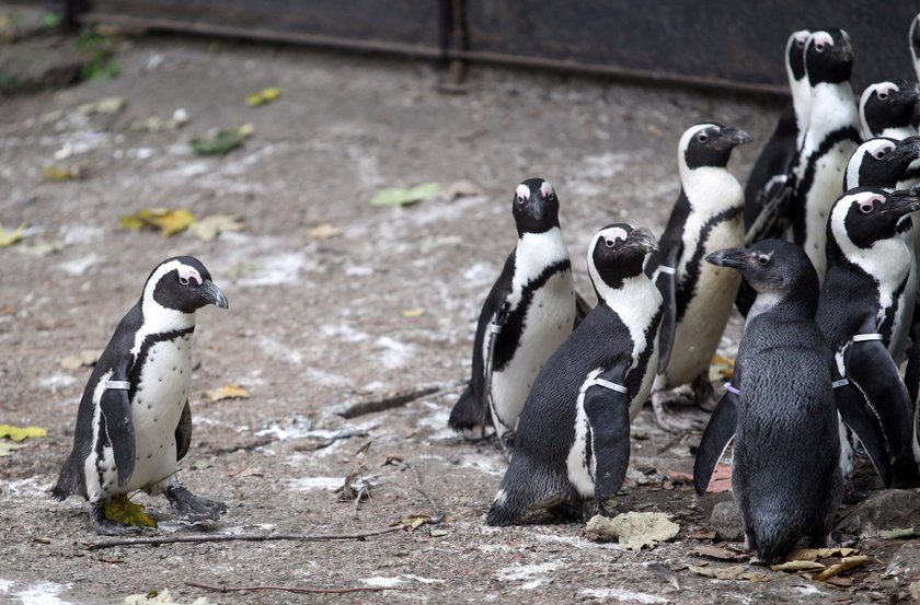 Warszawskie zoo zamieszkują afrykańskie pingwiny