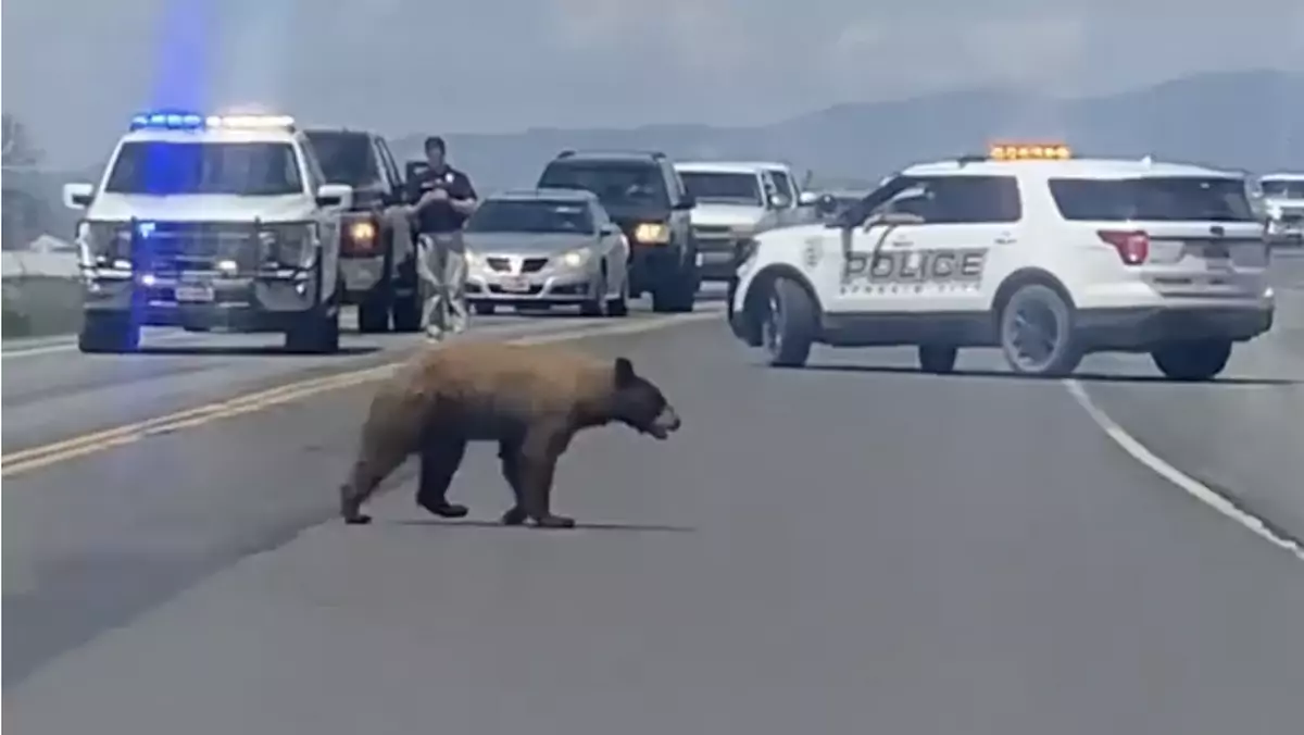 Policja w Utah zamknęła drogę, aby umożliwić przejście niedźwiedziowi na drugą stronę jezdni