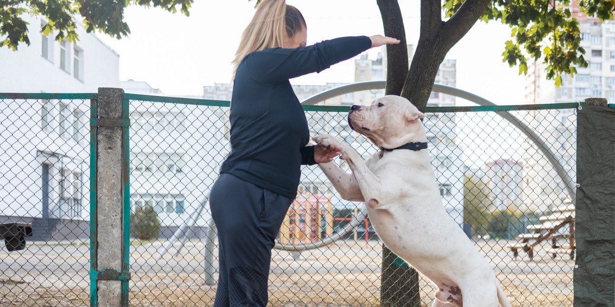 Pies american bully xl z trenerką.