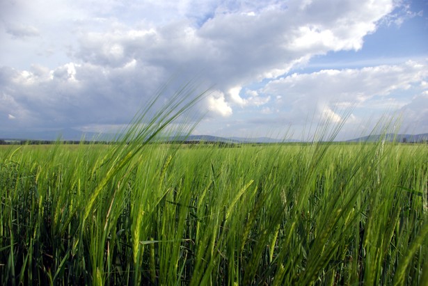 Sawicki: nadwyżka zboża na biopaliwa