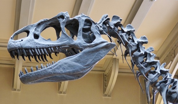 Otkrivena lobanja dinosaurusa teška 300 kilograma