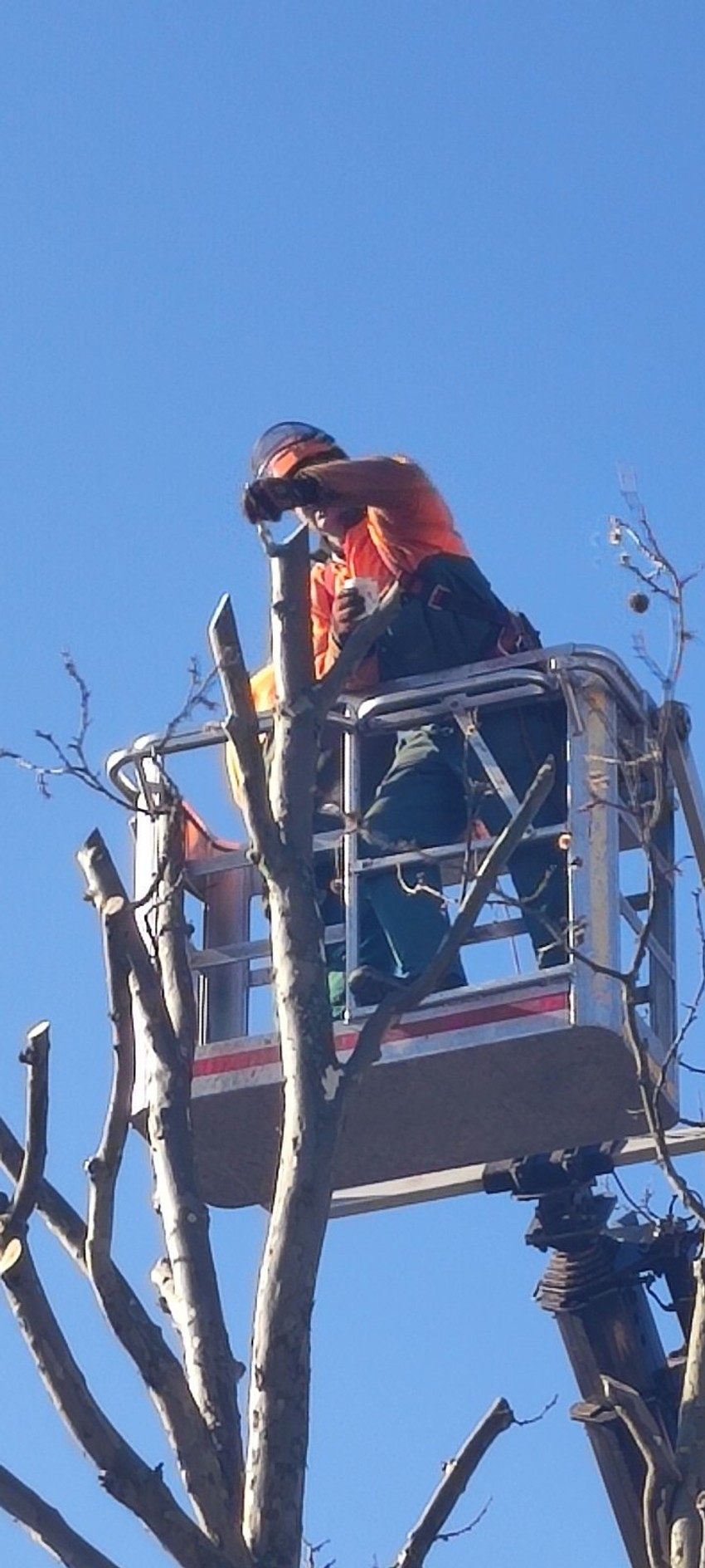 Uređenje zelenih površina