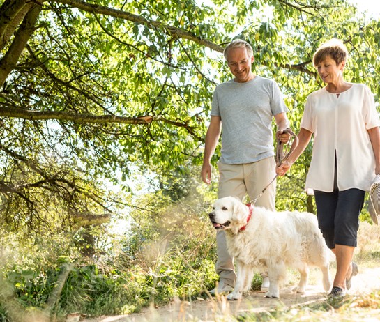 Ein Hund als treuer Begleiter im Ruhestand
