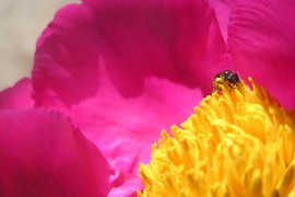 Prelepi božuri su uvek prepuni mrava: Razlog će vas iznenaditi, a evo kako da ih unesete u kuću bez ovih insekata