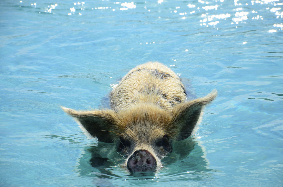 Pig Beach