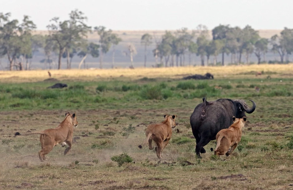 Prvi juriš na bivola
