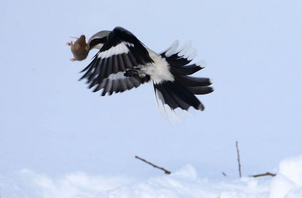 A great grey shrike grabs a mouse in a field near the village of Vasilkova