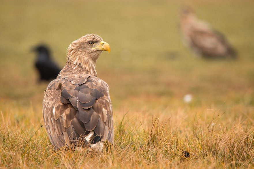 Bielik (Haliaeetus albicilla) 