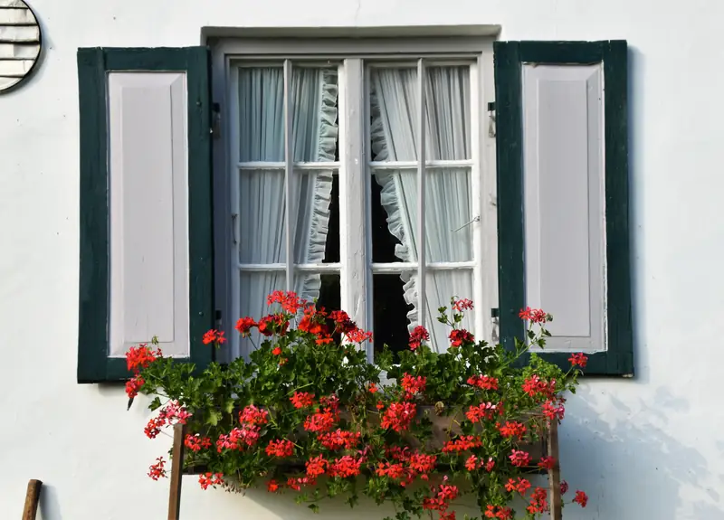 Pelargonie w skrzynkach za oknem / Unsplash