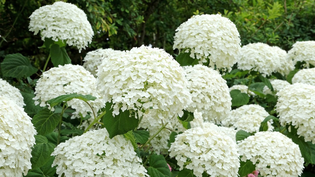 Správne hnojenie na začiatku leta môže výrazne zvýšiť počet aj veľkosť kvetov hortenzie.