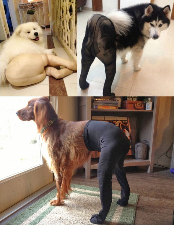 DOGS IN TIGHTS, fot. Weibo/QZone