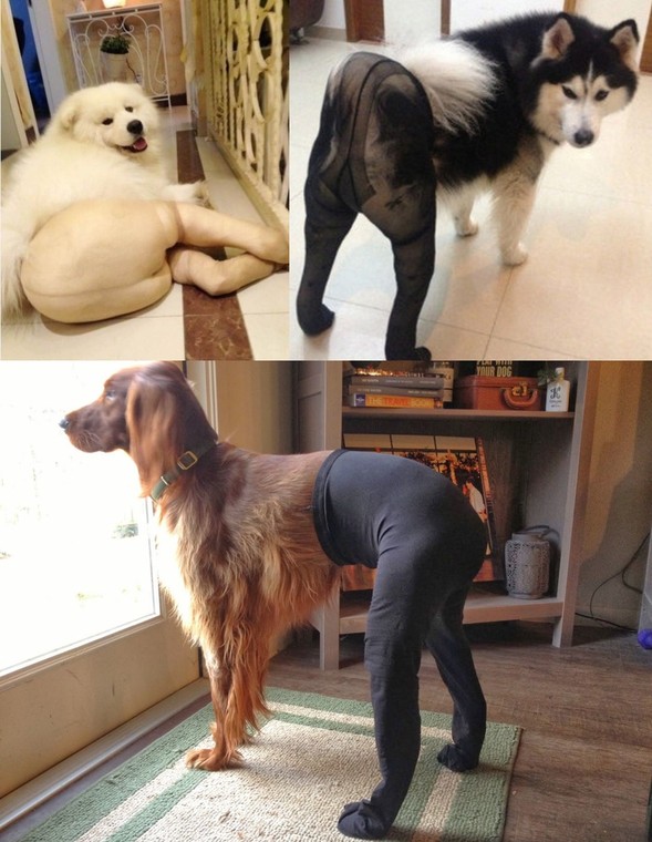 DOGS IN TIGHTS, fot. Weibo/QZone