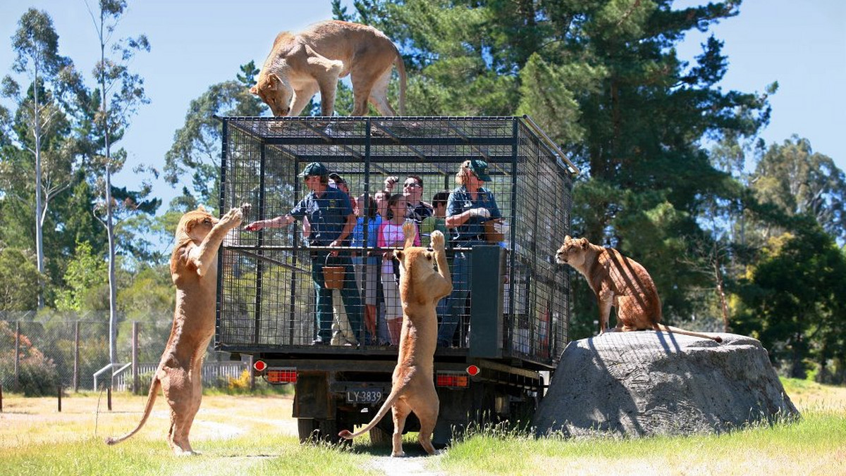 Rezerwat dzikich zwierząt Orana Wildlife Park w Christchurch, drugim co do wielkości mieście Nowej Zelandii, ma w swojej ofercie bliskie spotkanie z lwami.