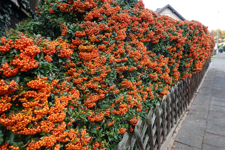 Огненник алый (Pyracantha coccinea)