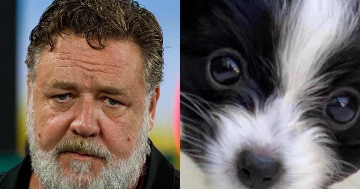 Russell Crowe says his 16monthold puppy Louis 'died in my arms' after