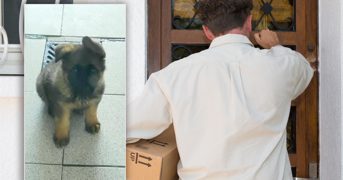 Nietypowe ogłoszenie zatrząsało całym internetem. Poszukiwany kurier Karol