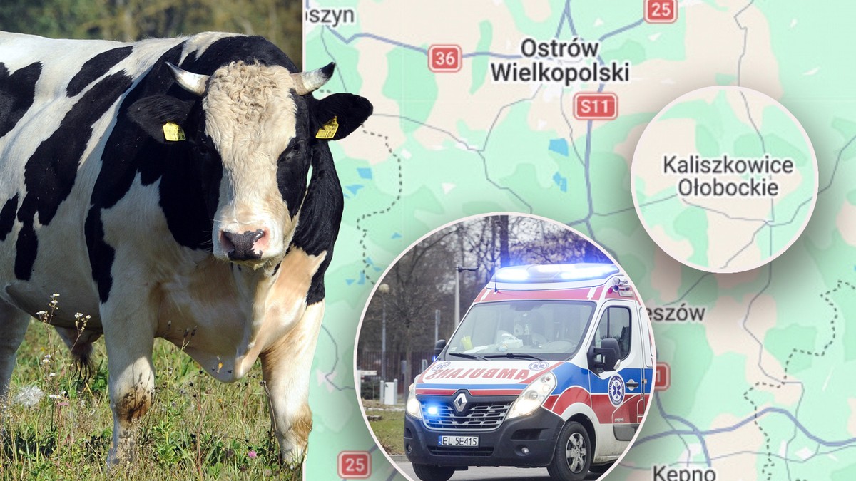 Sześć byków stratowało młodego rolnika. Dramat w gospodarstwie w Kaliszkowicach Ołobockich