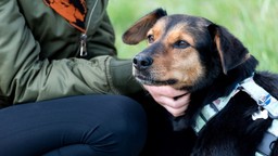 zwierzęta zmieniają nasze życie na lepsze – mars polska wspiera programy adopcyjne