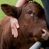 Feszültnek érzi magát? Ez a farm lehetővé teszi, hogy teheneket öleljen a szorongás enyhítéséért