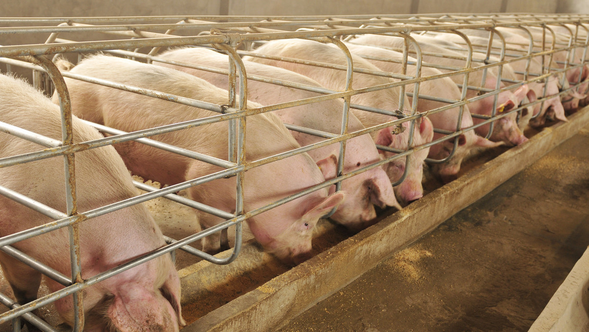 Wykryto 10 nowych ognisk afrykańskiego pomoru świn (ASF) w Lubelskiem. Jak wynika, z dzisiejszego komunikatu Głównego Lekarza Weterynarii w gospodarstwach dotkniętych ASF hodowano łącznie 2784 świnie.