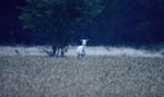 Niebywałe zjawisko w polskich lasach. Najpierw "czarny książę", a teraz...