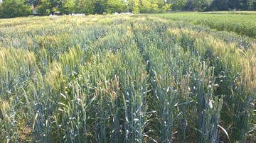 gabona, fuzárium, gomba