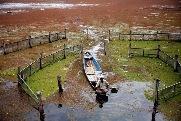 Dal Lake engulfed by weeds and azolla